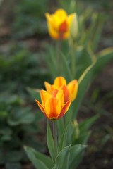 Тюльпаны на грядке с клубникой