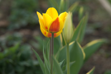 Тюльпаны на грядке с клубникой