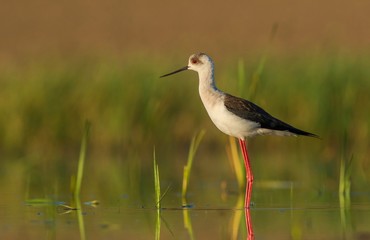 szczudłak (Himantopus himantopus)