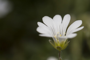 Macro shot of white flower on natural light