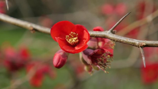 Flower of Chaenomeles superba Crimson red and gold shallow DOF natural 4K 2160p 30fps UltraHD tilting video - Flowering or Japanese Quince flowers branch 4K 3840X2160 UHD slow tilt footage 