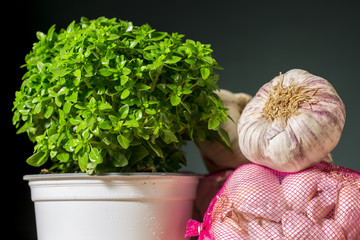 Basil shrub beside spanish variety of purple garlic (
