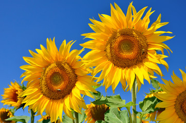 Junge Sonnenblumen blühen im Feld vor blauem Himmel