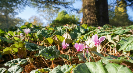 Wild Cyclamen (Persicum)