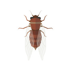 Cicada vector illustration.