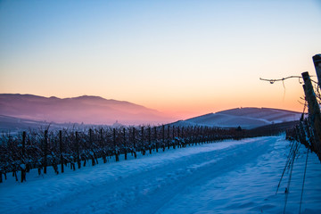 Schallstadt Snow Vineyards