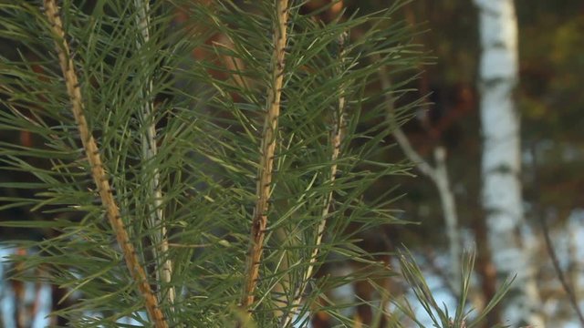 Pine needles. Closeup. Pine tree. Panorama from pine needles on young pine tree to old pine tree. Growth concept. Green pine branch. Young pine tree. Evergreen tree. Branch of coniferous tree