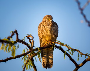 The common kestrel a bird of prey species belonging to the kestrel group of the falcon family. It is also known as the European kestrel, Eurasian kestrel, or Old World kestrel. Perched on a bush.