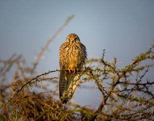 The common kestrel a bird of prey species belonging to the kestrel group of the falcon family. It...