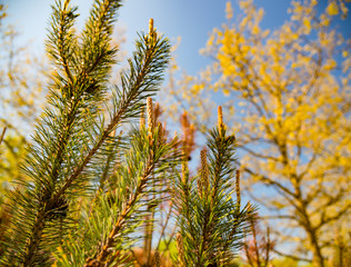 Fototapeta premium Fir-tree, blue sky and clouds behind
