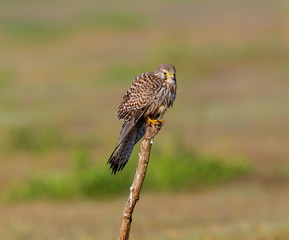 The common kestrel a bird of prey species belonging to the kestrel group of the falcon family. It is also known as the European kestrel, Eurasian kestrel, or Old World kestrel. Perched on a bush.