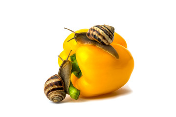 garden snail and yellow bell peppers
