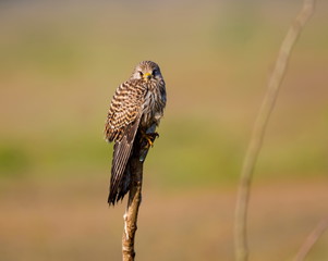 The common kestrel a bird of prey species belonging to the kestrel group of the falcon family. It...