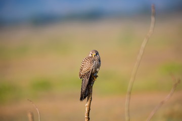The common kestrel a bird of prey species belonging to the kestrel group of the falcon family. It is also known as the European kestrel, Eurasian kestrel, or Old World kestrel. Perched on a bush.