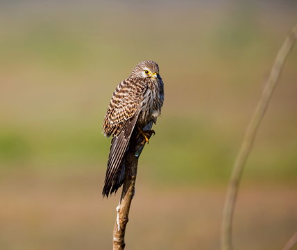 The common kestrel a bird of prey species belonging to the kestrel group of the falcon family. It is also known as the European kestrel, Eurasian kestrel, or Old World kestrel. Perched on a bush.