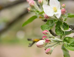 apple blossom branches.