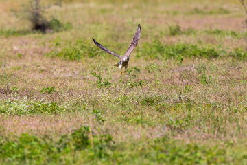 Common kestrel I flight a bird of prey species belonging to the kestrel group of the falcon family. It is also known as the European kestrel, Eurasian kestrel, or Old World kestrel. Perched on a bush.