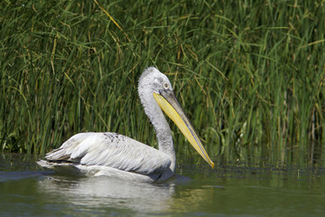 dalmatian pelican in natural habitat / Pelecanus crispus