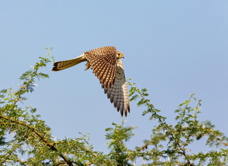 Common kestrel I flight a bird of prey species belonging to the kestrel group of the falcon family....