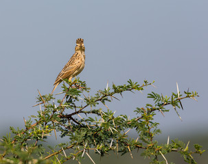 The Malabar lark, or Malabar crested lark is a sedentary breeding bird in western India. It lives in open country, cultivation and scrub land. It nests on the ground, laying two or three eggs. 
