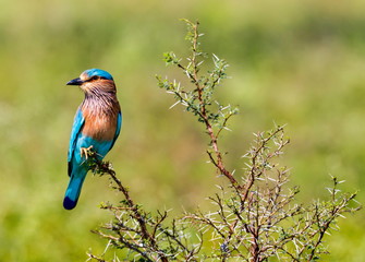 The Indian roller , is a member of the roller family of birds. They are found widely across tropical Asia and are best known for the aerobatic displays of the male during the breeding season. 