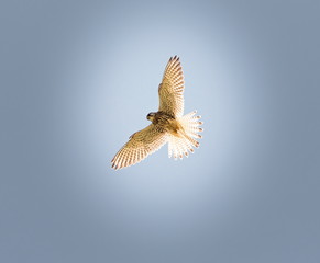 Common kestrel I flight a bird of prey species belonging to the kestrel group of the falcon family....