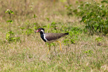 Red-wattled lapwings are large waders, about 35 cm long. The wings and back are light brown with a purple sheen, but head and chest and front part of neck are black. The head has red markings.