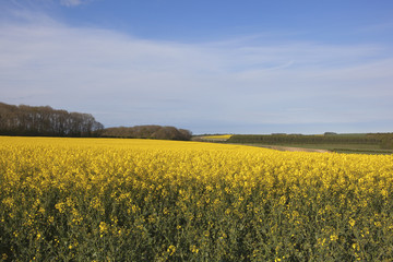 yellow oilseed rape crop