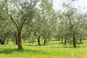 Fototapeta na wymiar plantation of olive trees, Italy.