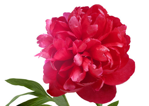Red peony isolated on white whit clipping path
