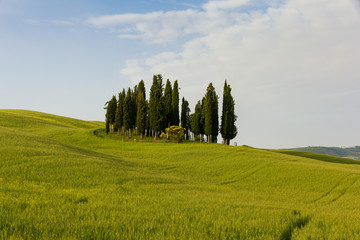 Landscape of Tuscany, hills and meadows, Toscana - Italy