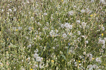 Background from sow thistle