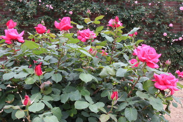 バラ　エレクトロン