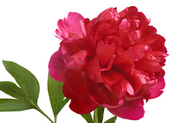 Red peony isolated on white whit clipping path