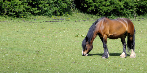Horse Grazing On Grass In A Sunny Meadow