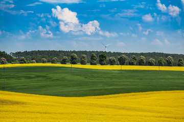 Obraz premium Young large colza and wheat field view