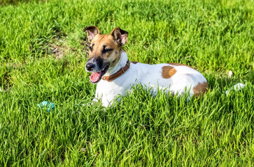 Dog breed fox terrier on a green glade