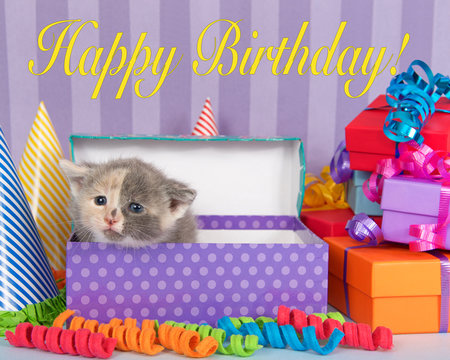 Calico kitten in birthday box with presents and party hats, happy birthday text