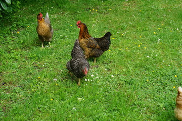 glückliche Hühner