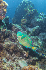 Fototapeta na wymiar coral reef - dry tortugas national park