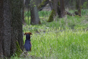 Czuwający i ciekawy pies w lesie