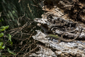 La lucertola e il suo amico