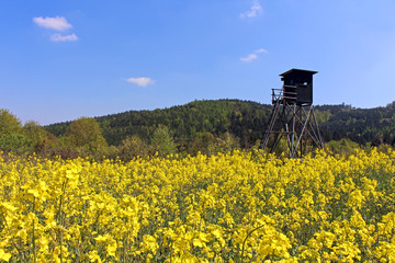 Rapsfeld am Waldrand 