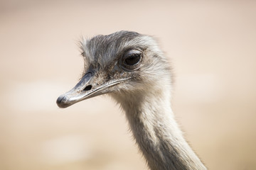 Portret van een gewone struisvogel