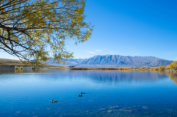 Beautiful autumn landscape in Lake McGregor,Canterbury Region, New Zealand