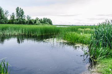 Nature Reserve Landscape. Bulrush reflecting in a River.