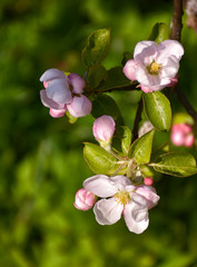Flowering fruit