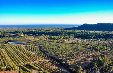Aerial view of olive groves in Mont-Roig del Camp (Spain).