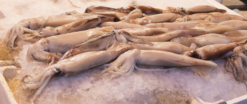 totani of the mediterranean sea just fished