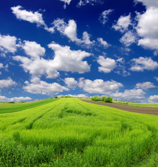 Wheat field against a blue sky